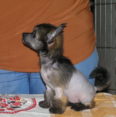 Elfgrace Onegaj Shingi