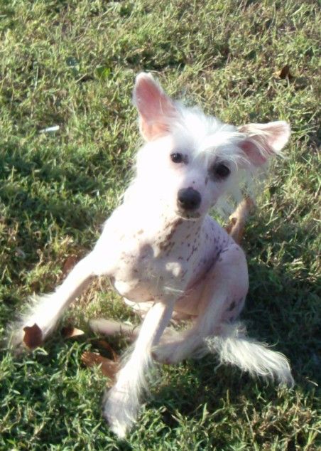 Show'NTells Exotic White Cloud