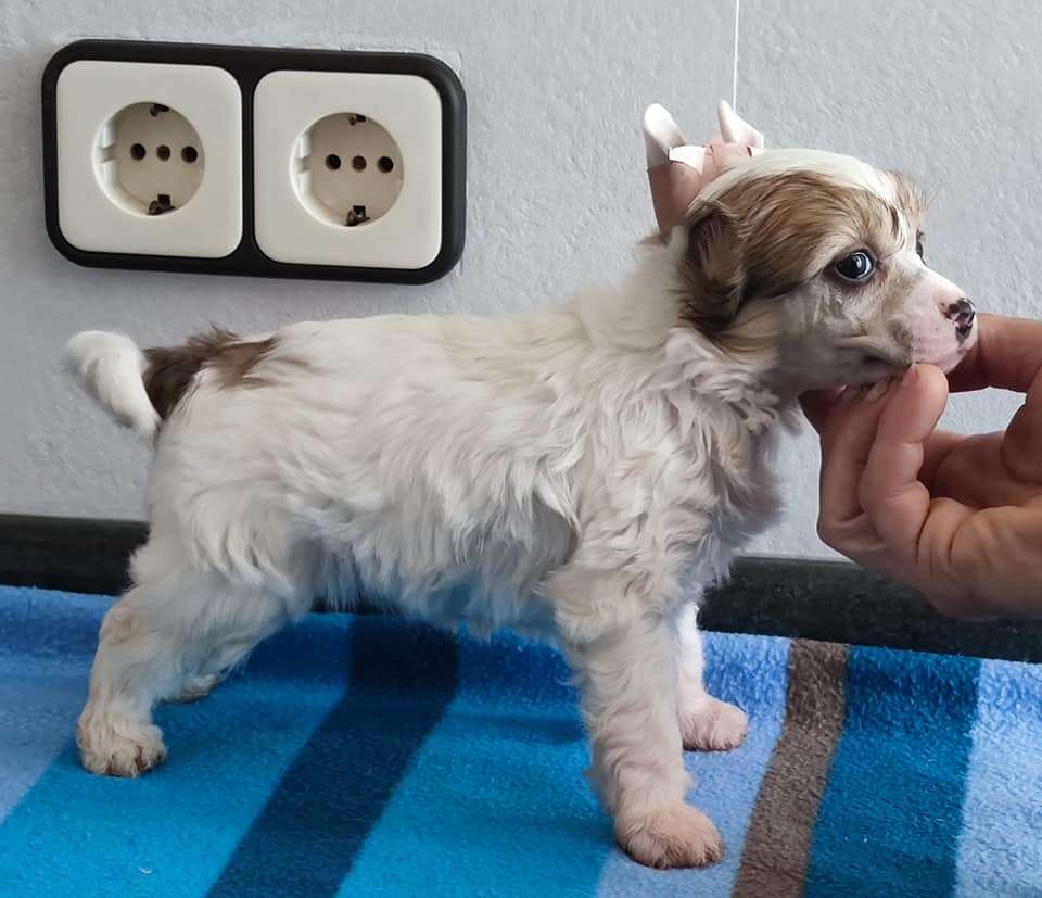 Zucchini canelon de Almamasan