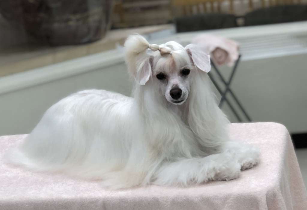 Eternity Sirius Jp Anne Bittenfeld