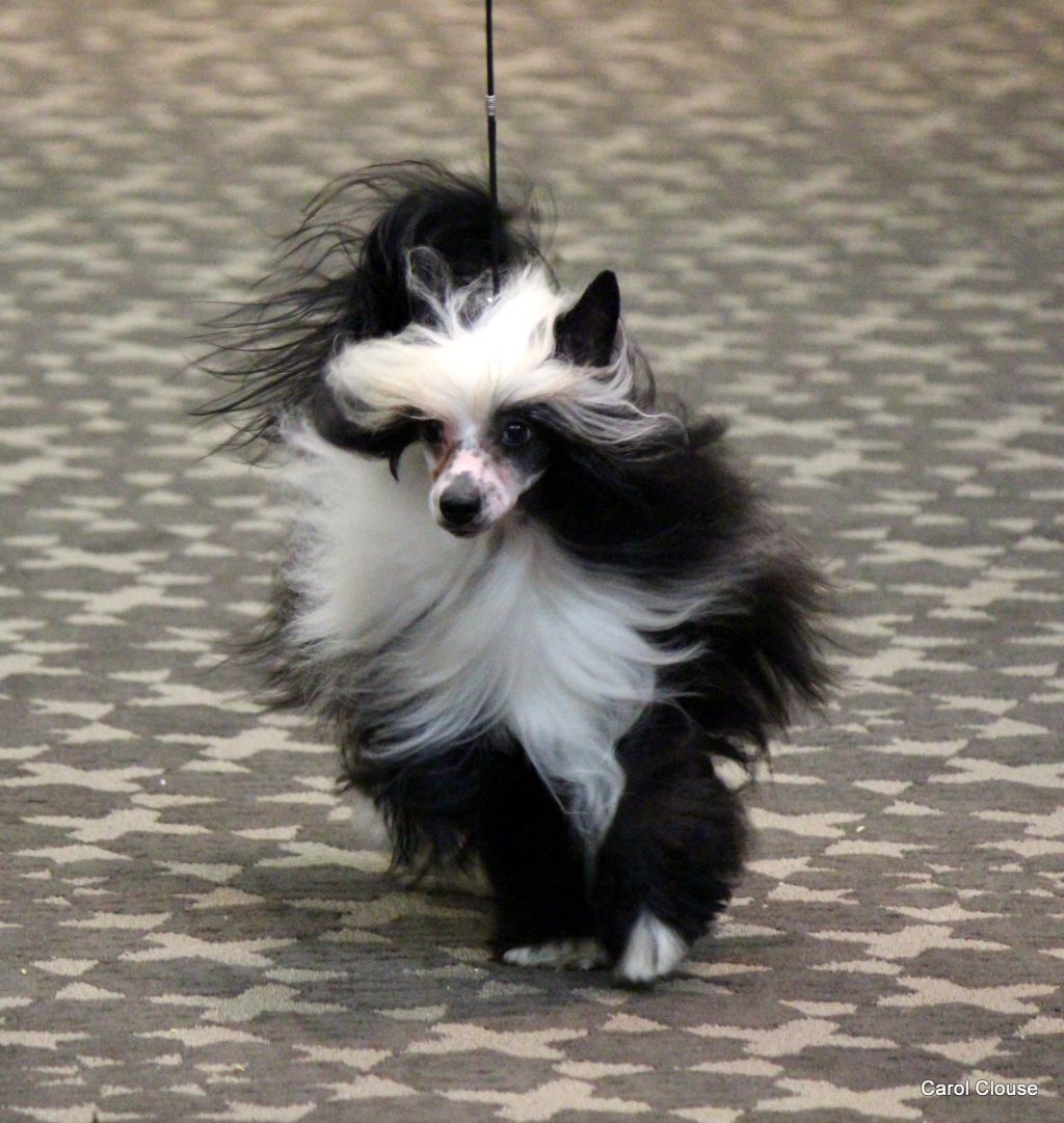 Zhen's Macho In A Tuxedo