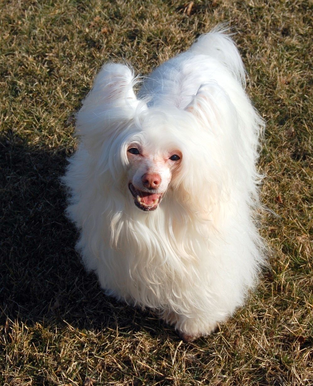 Joyway's Jingle Bell