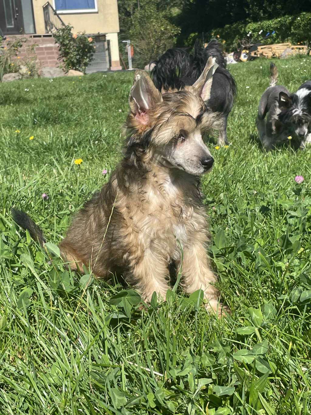 Koniak Kings of Dreams