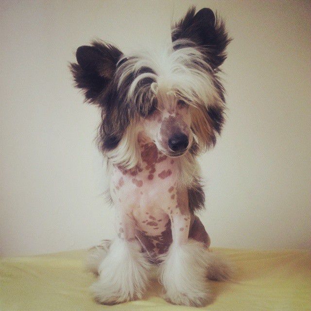 Lapinus Romance Noir