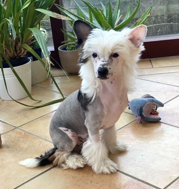 He's My Future von Shinbashi