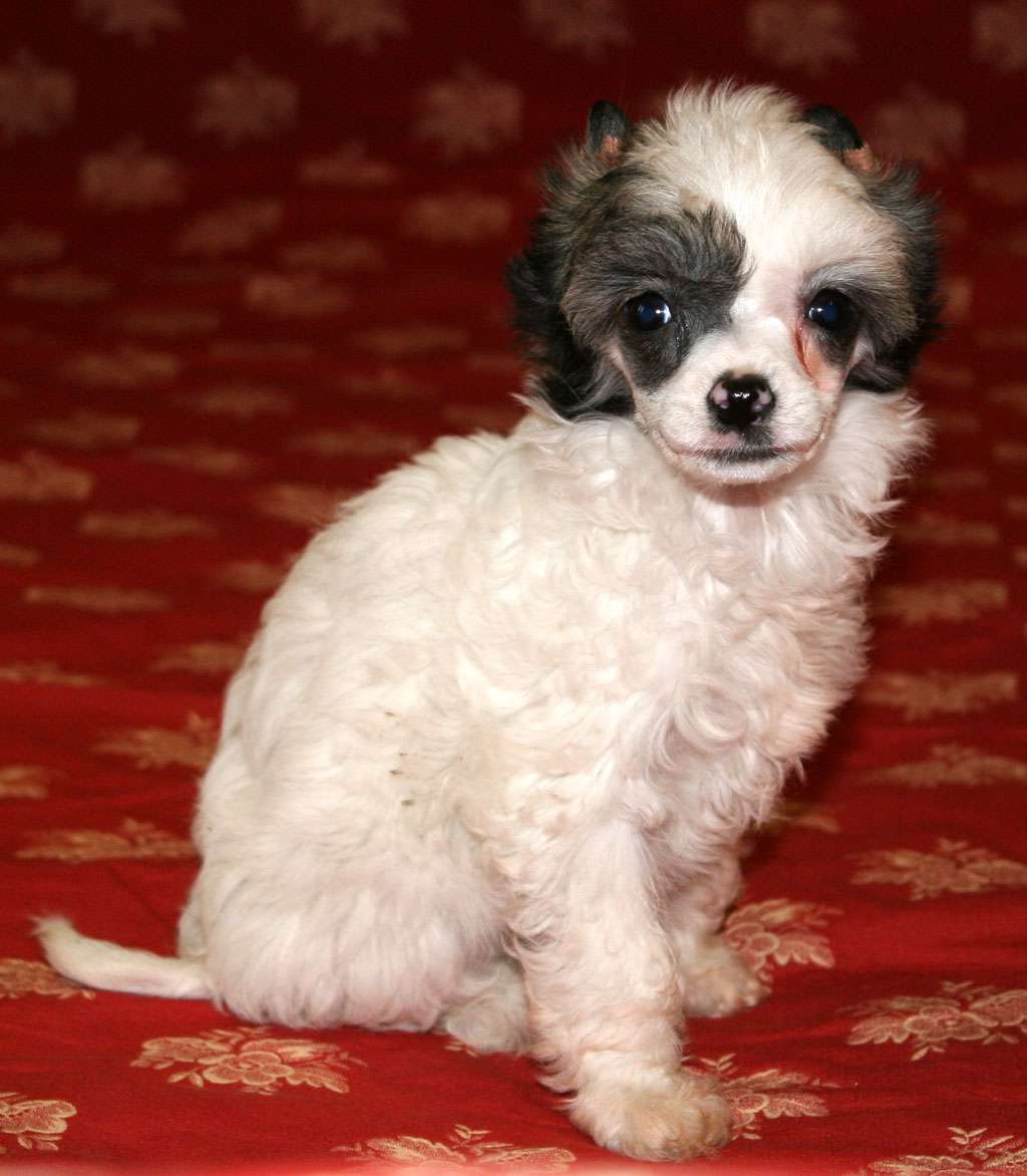 Globe of sugar de Almamasan