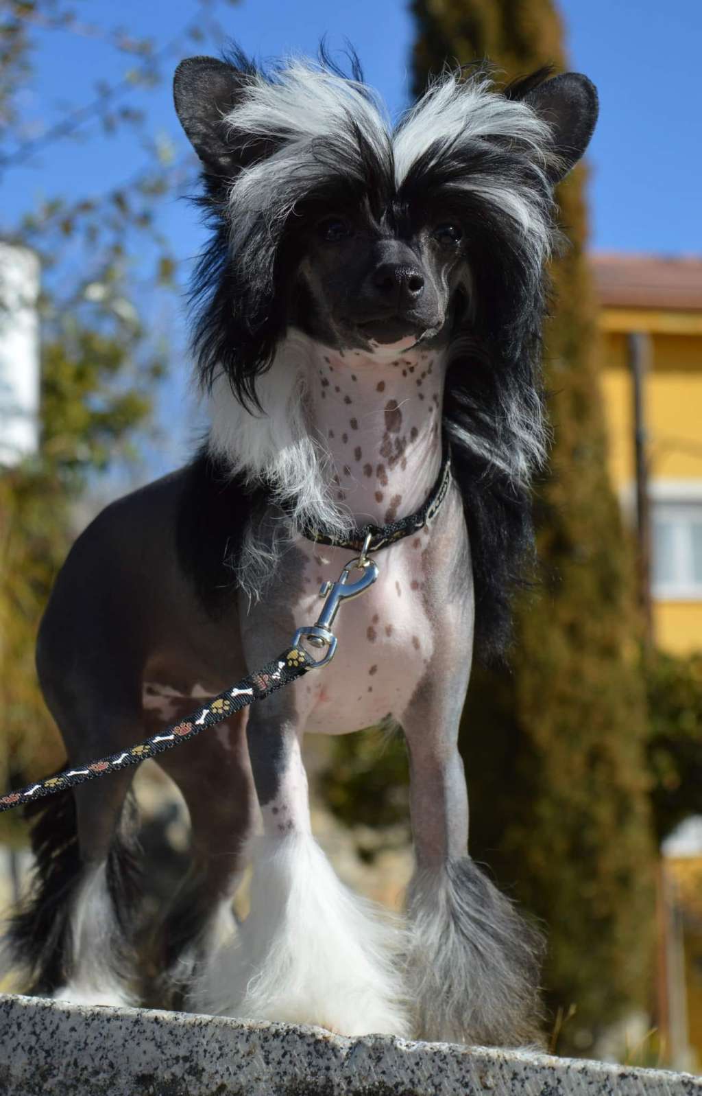 Magnus Staff Karol G