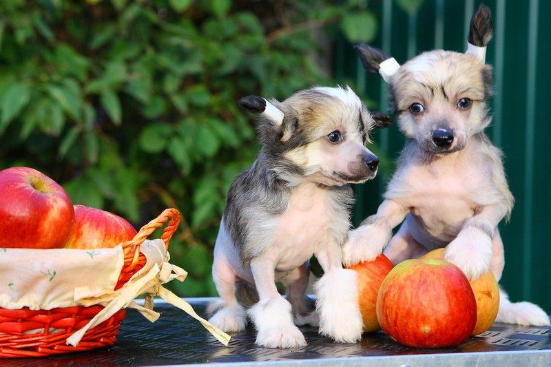 Ultrapower Energy Almires