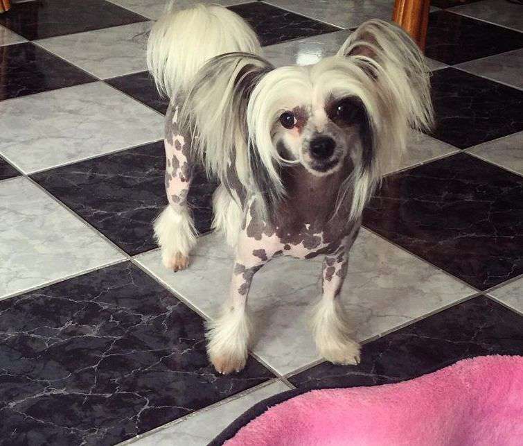 Fundoklia-völgyi Kaszanics Yoko Ono