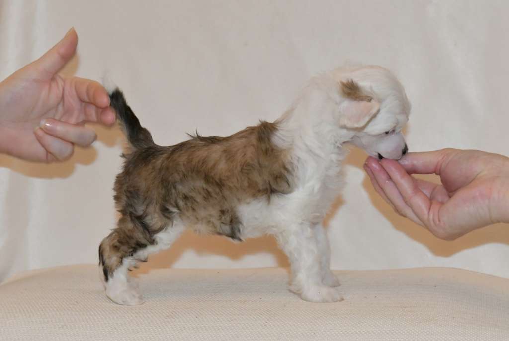 Ravenoak Bossa Nova Baby