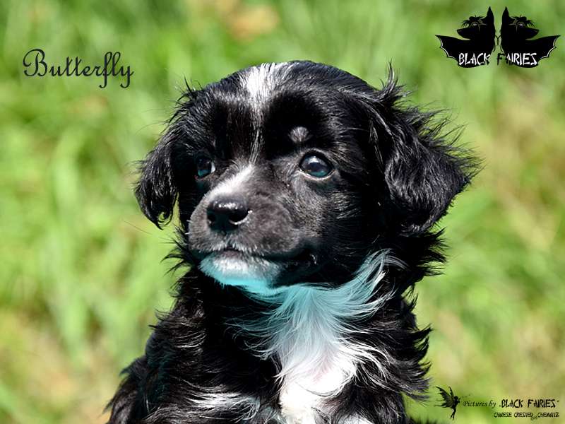 Butterfly from *Black Fairies*