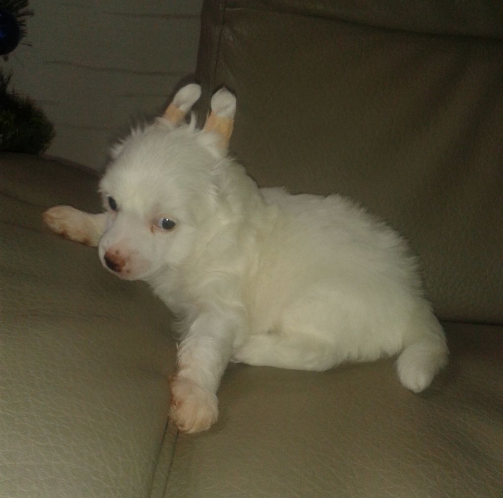 Yudjin Uels Bonus westtai