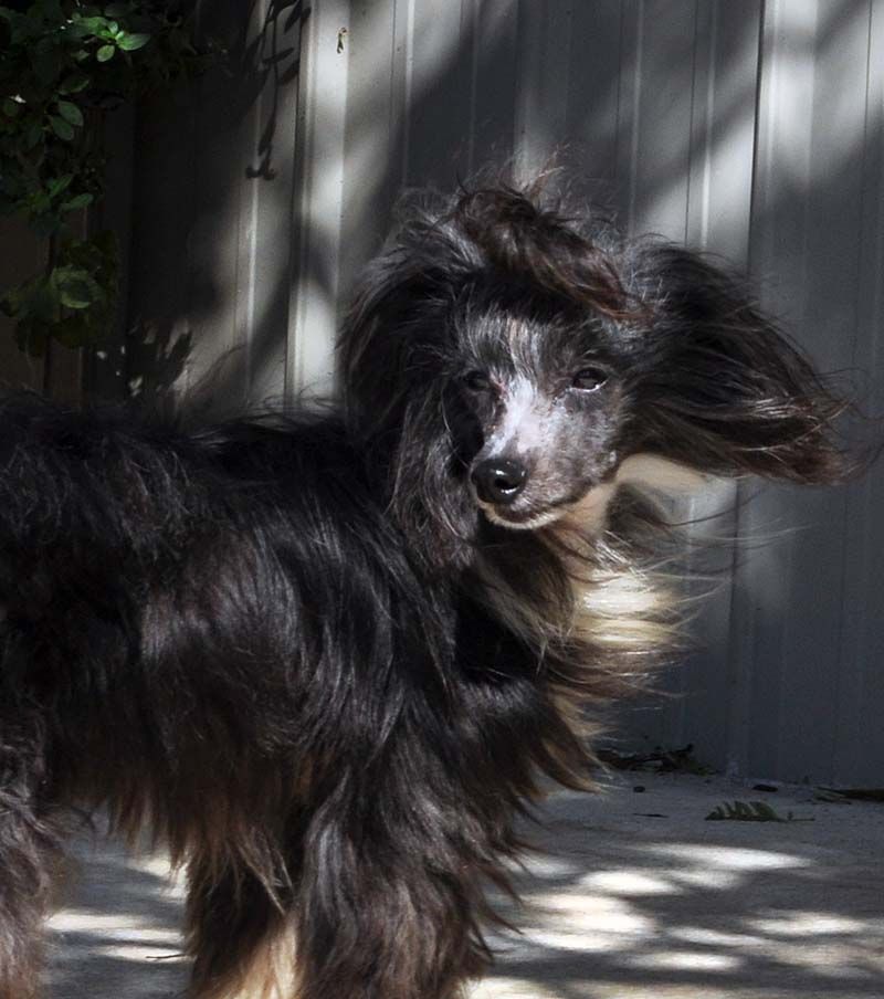 Silver Bluff Can't Touch Lil Gucci