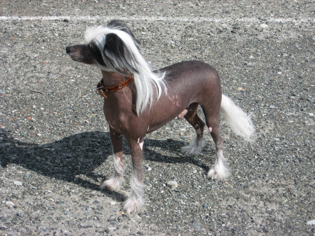 Kristal Yaniry  Al Pachino