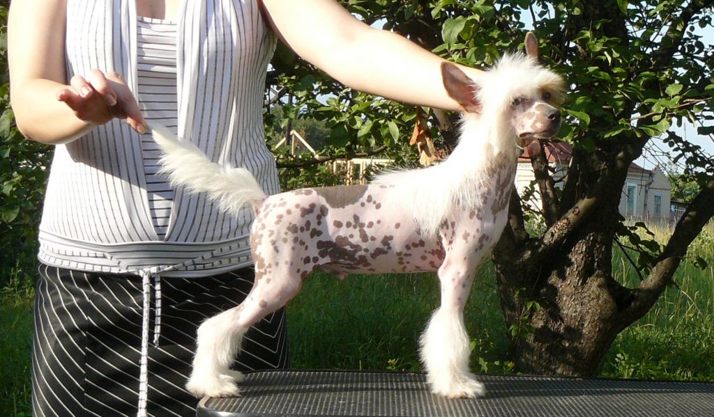 Hudozhnik ot Volnogo Psa