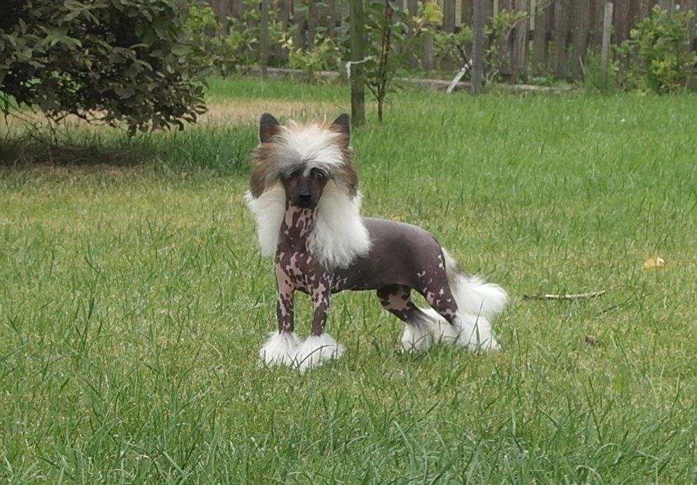 Mano Ponis Galactica