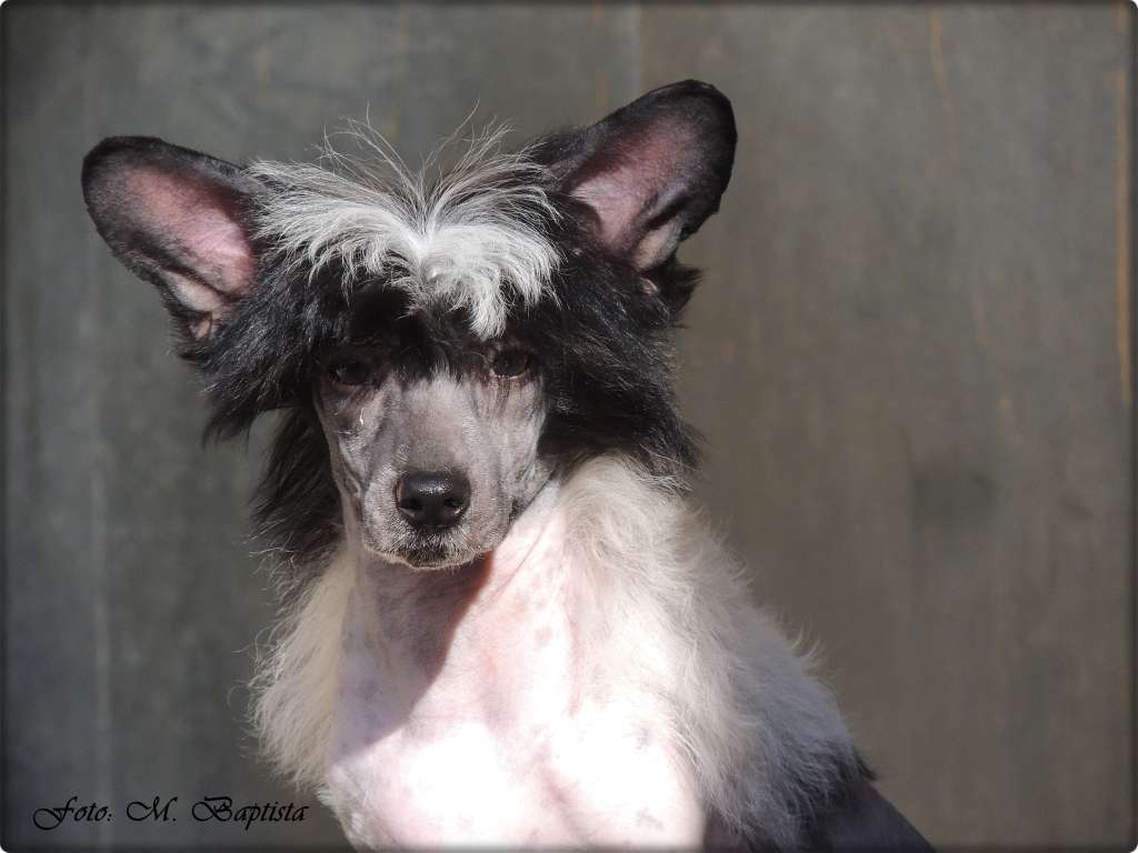 Lancelot Hl Of Avalon Land