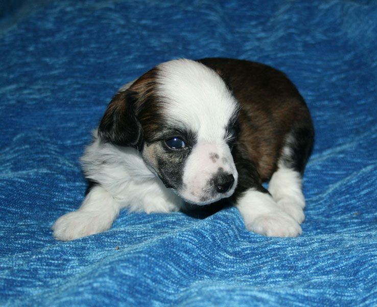 Proud Pony Total Recall