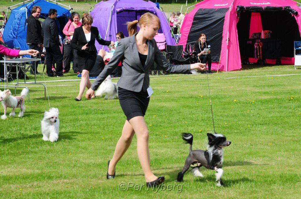 Crest'd Label Black Knight