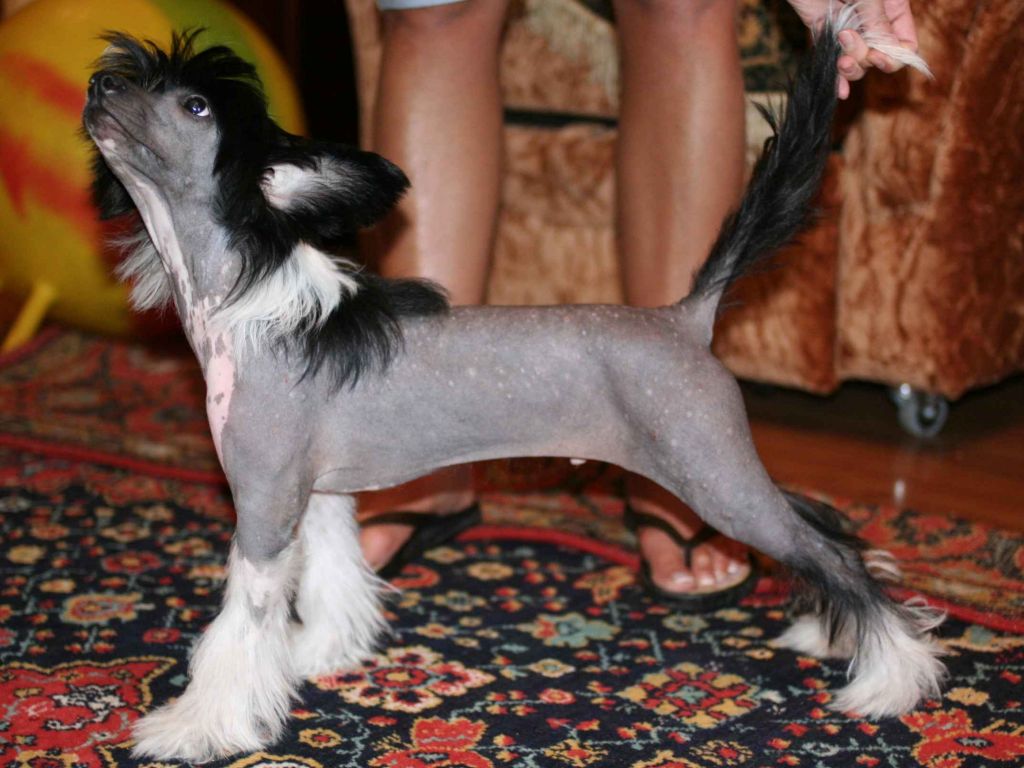 Jivchik Donetskiy Minodora