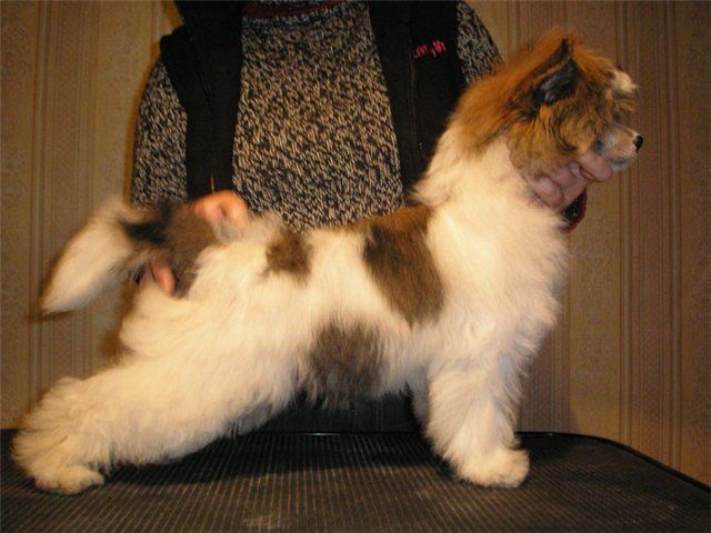Picture
