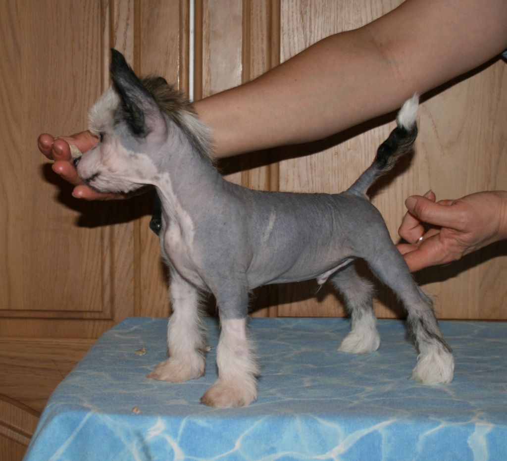 Proud Pony Aces High