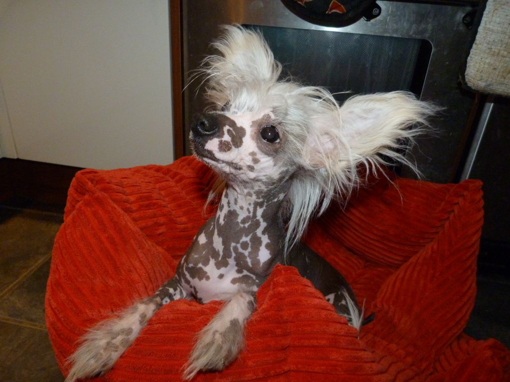 Konishiki Killer Queen