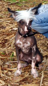 Dogs of Dark Loverman