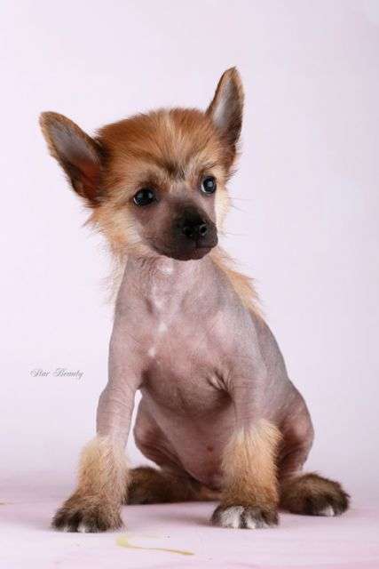 Star Beauty Next In Fashion