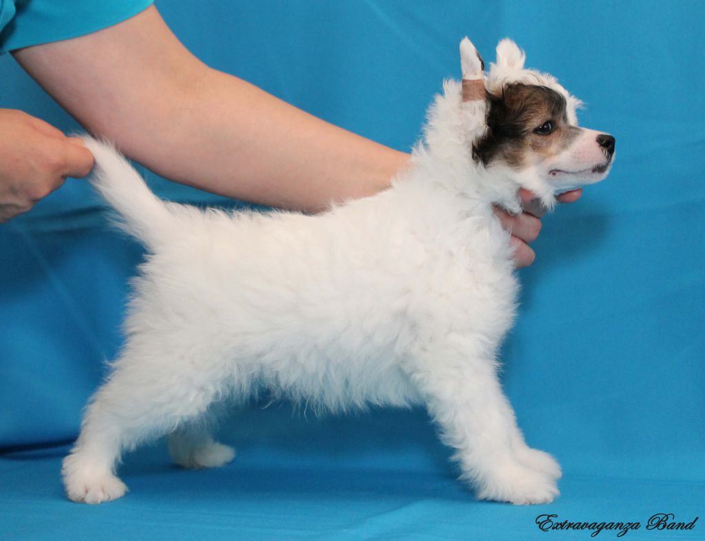 Extravaganza Band Eclipse