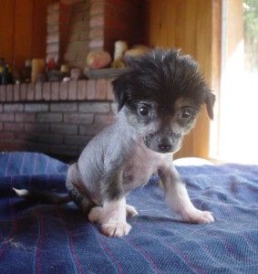 Alicante von Dreksler