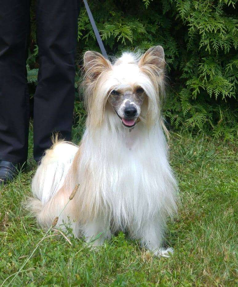 Aidan Jedeansa Viane