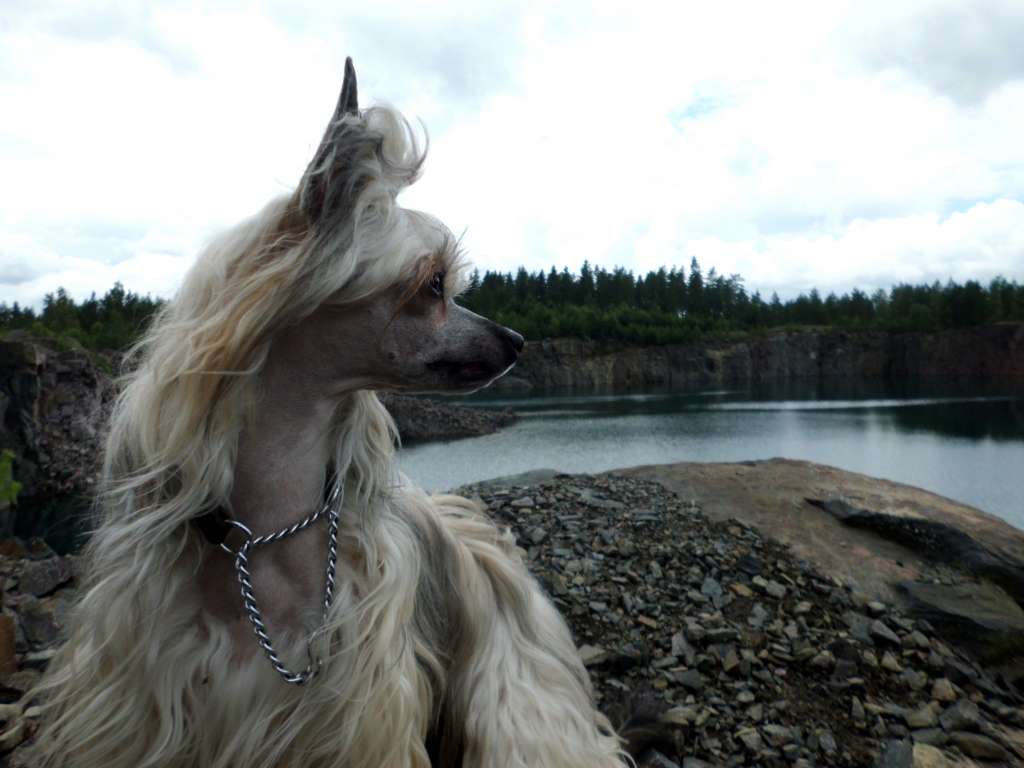 Hello Lena's Cupcake