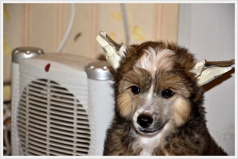 Elance Louange Golden Favorit