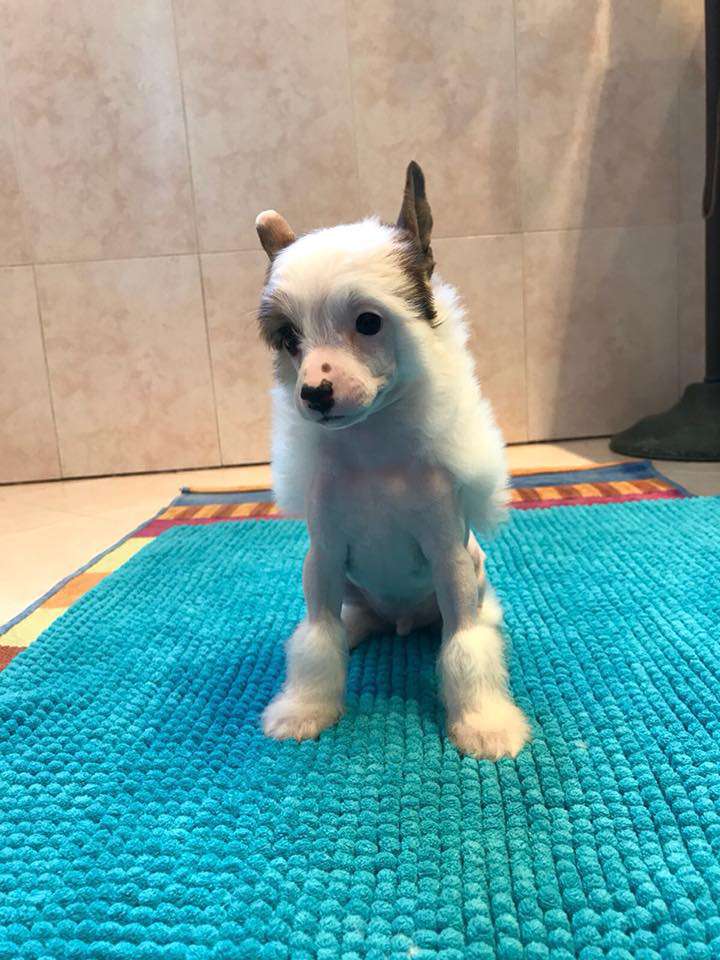 Dakota Rose The White Dragon