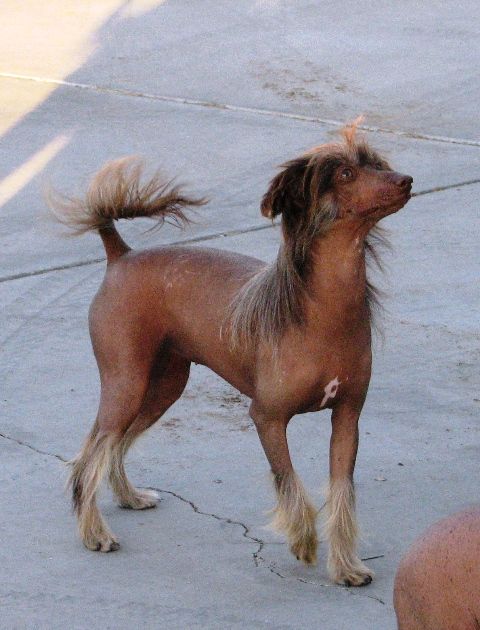 Ponyville's Precious Pipper