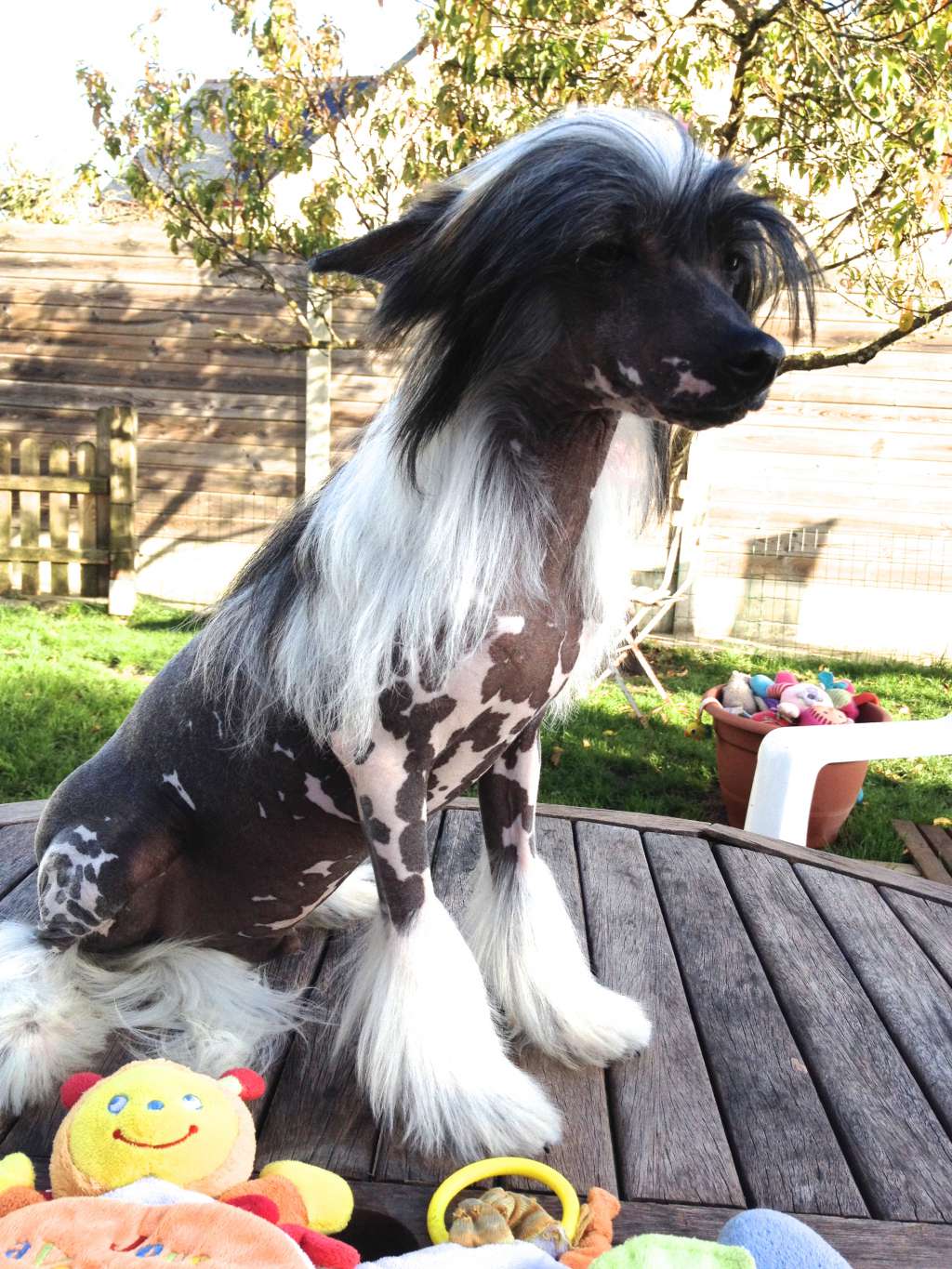 Taï Mandchou's Jemison Mystery