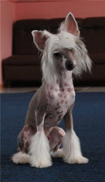 Kaiser Wilhelm First iz Diamond Sity