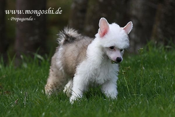 Mongoshi  Propaganda