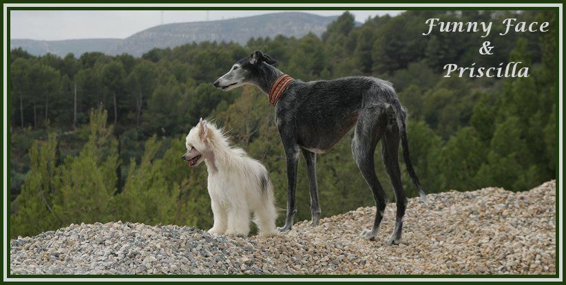 Funny Face Della Castafiore