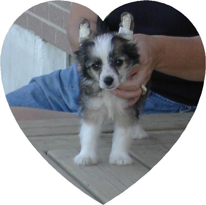 Bodeswell Taffy At Rosehall