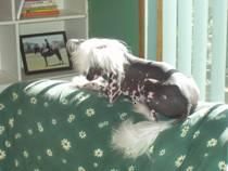 Dragondancer Flashassets