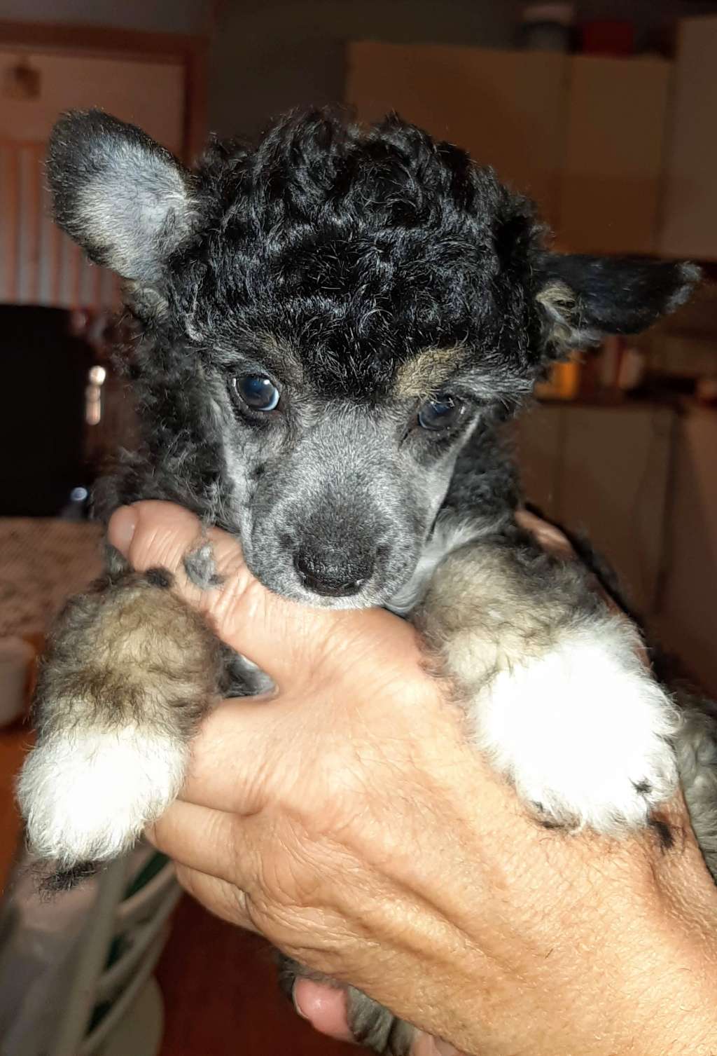 Beachcrest Kiss Me First