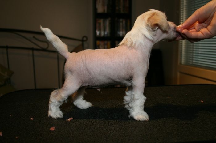 Three Cheers for Royal Tenenbaum