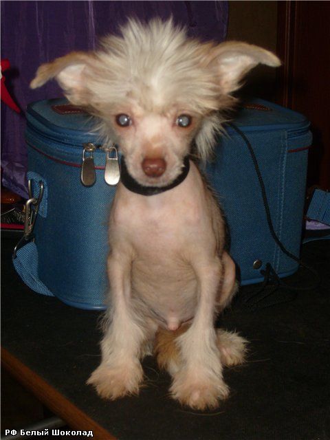 Rus Foreva Belyi Shokolad