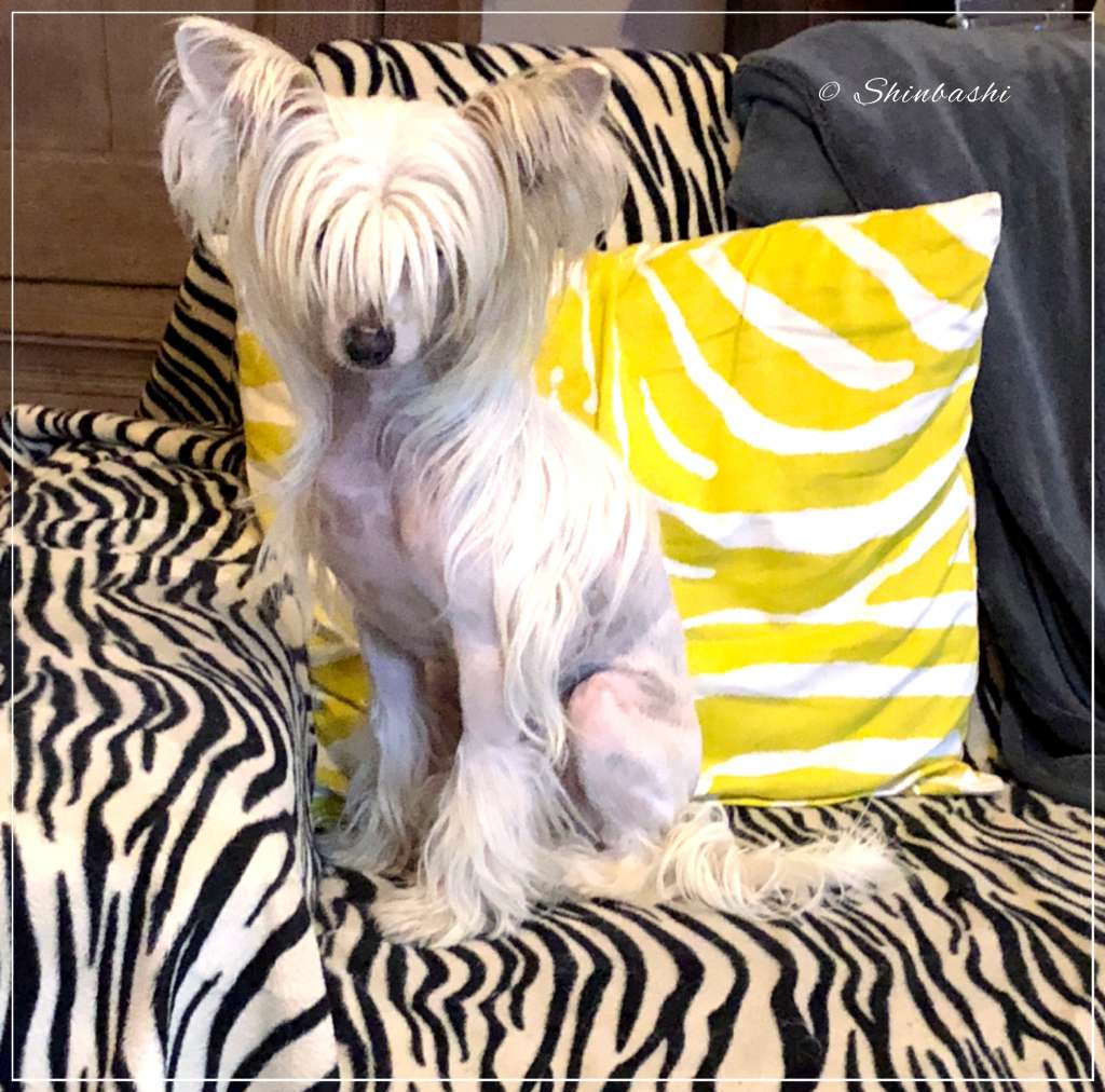 Caipirinha's Prada Pink Edition