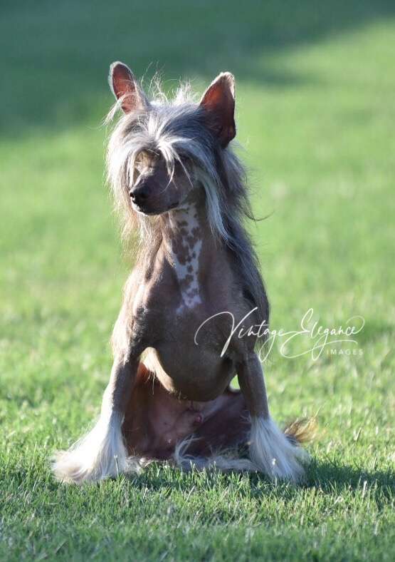 Am. Ch. Int. Ch, The Famous Tru Lady Killer