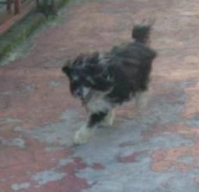 Aingeal's Moonlit Powdr