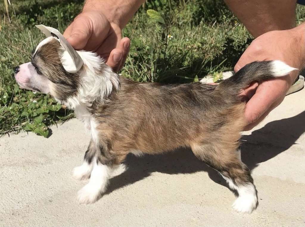 Magic Cresteds Feiry Gemma