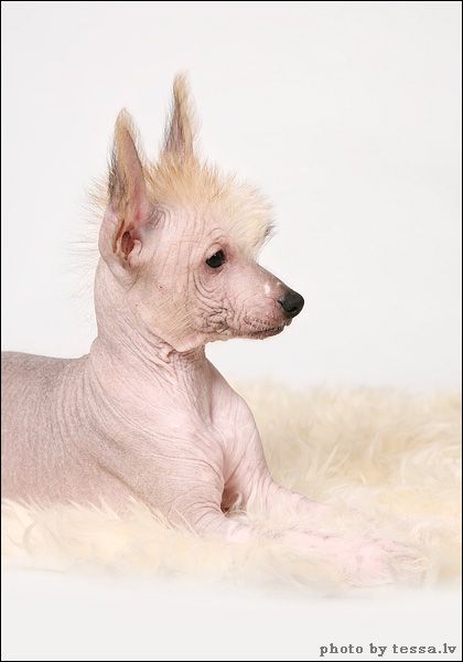 Rouber Balt Nintendo